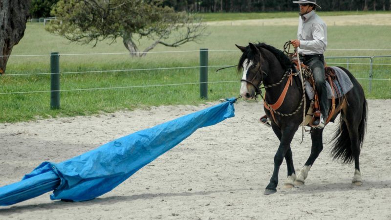 horse riding training guide