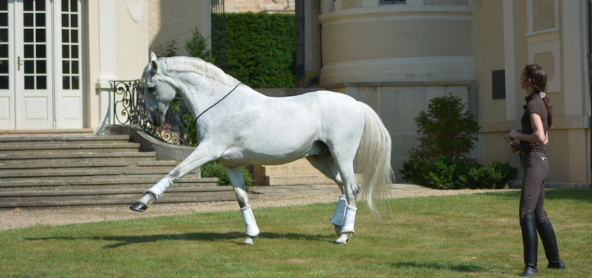 desensitizing a horse