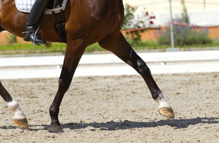 how to train a horse to stop
