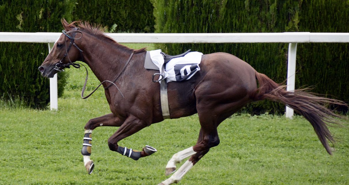 how to break a horse
