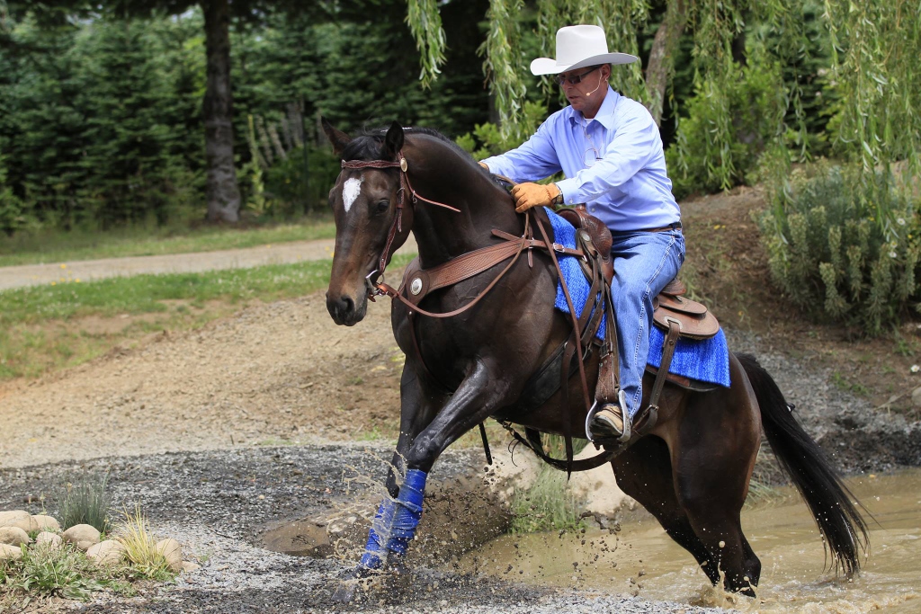 Desensitizing a Horse: Mastering the Art of Calm Training
