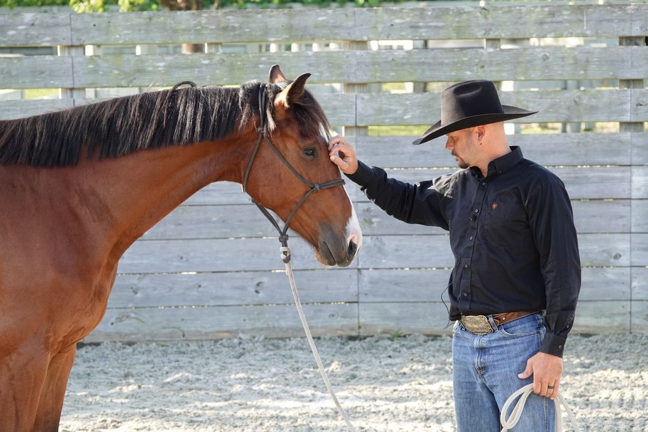 horse riding training guide