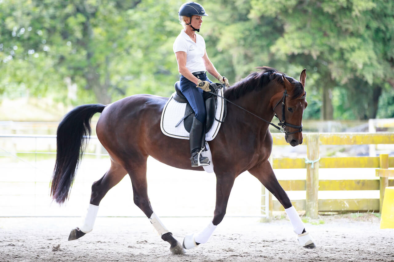 halter training a horse