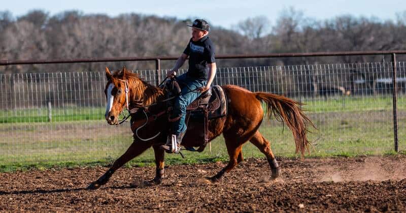 Horse Training
