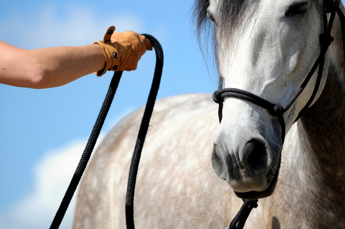 how to train a horse to stand still