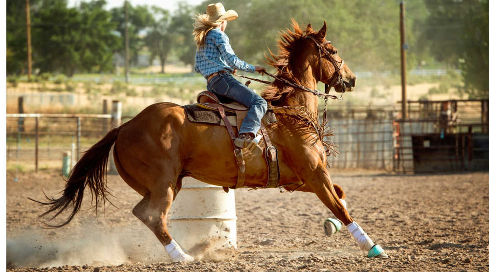How to Train a Horse to Stand Still: A Complete Guide