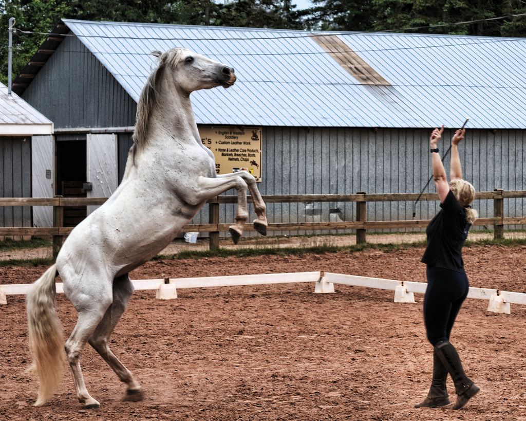 how to train a horse