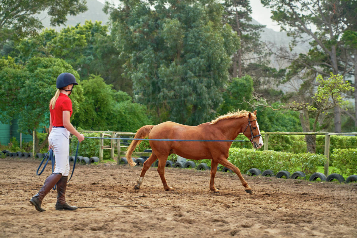 how to gain a horseâs trust