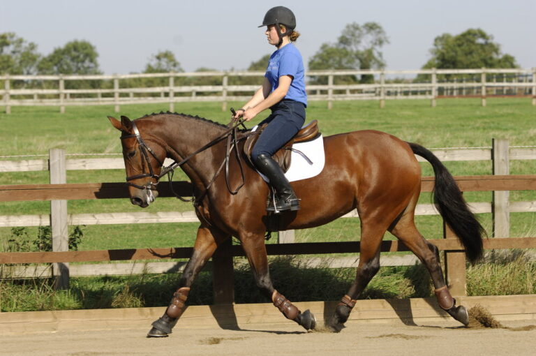 Horse Training