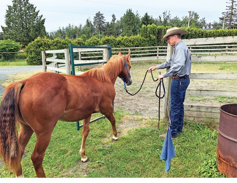 horse training step by step