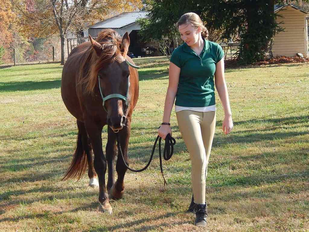 horse training schedule