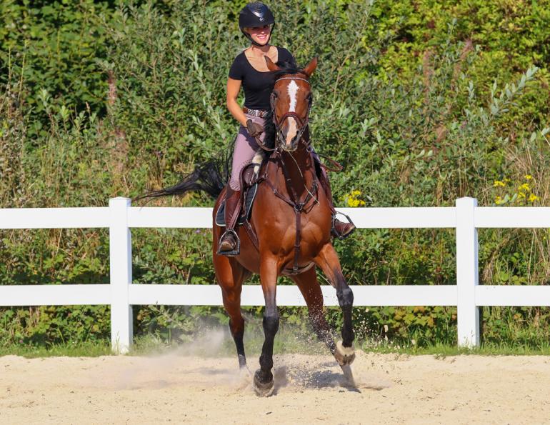 training a rescue horse