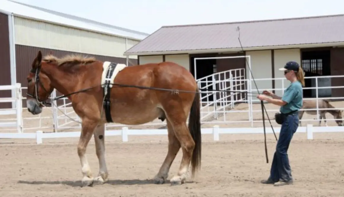 Horse Training for Beginners: A Definitive Guide to Starting Right
