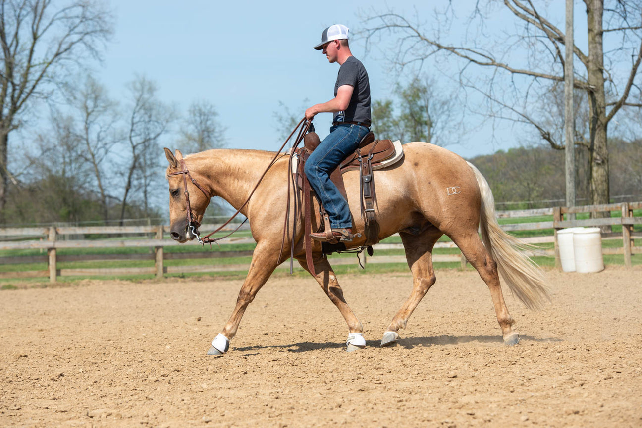 horse training step by step