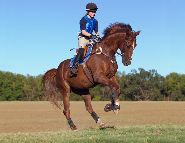 Horse Training Equipment: Essential Tools for Success