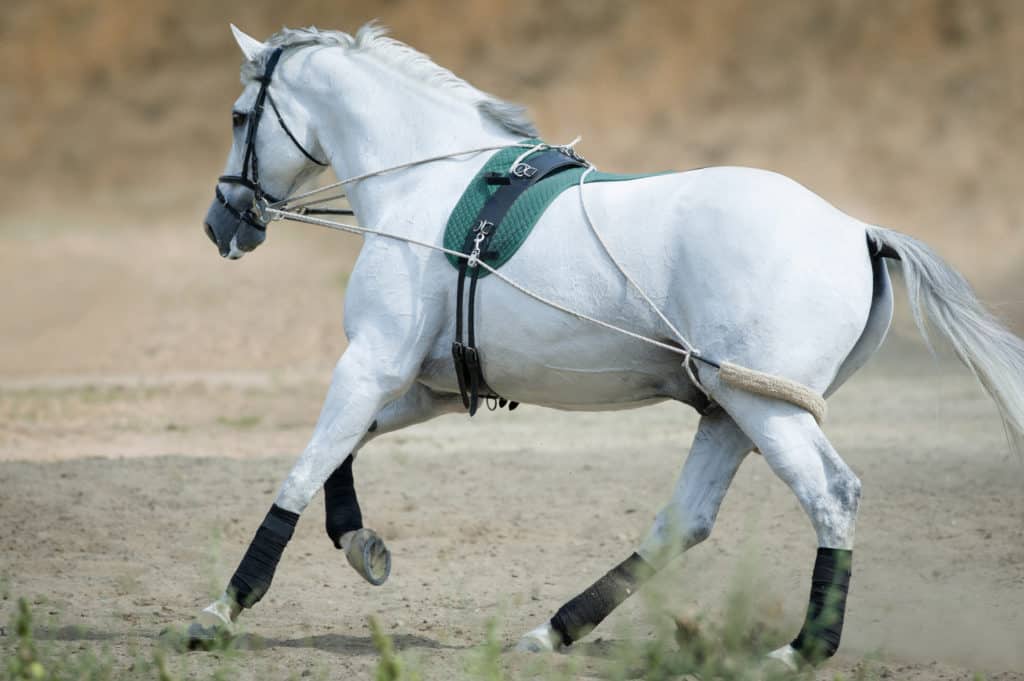 Horse Training Step by Step: A Beginner’s Guide to Success