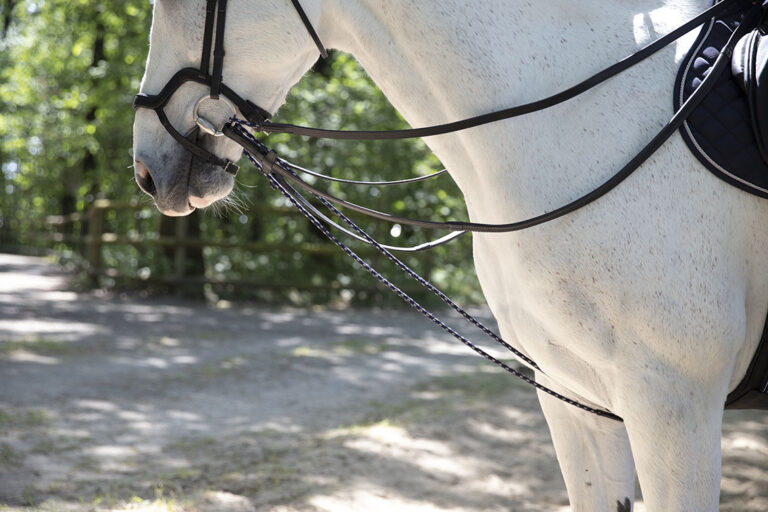 Horse Training