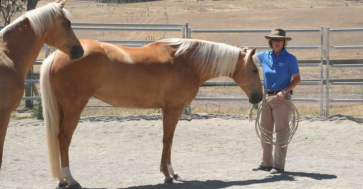 how to gain a horseâs trust