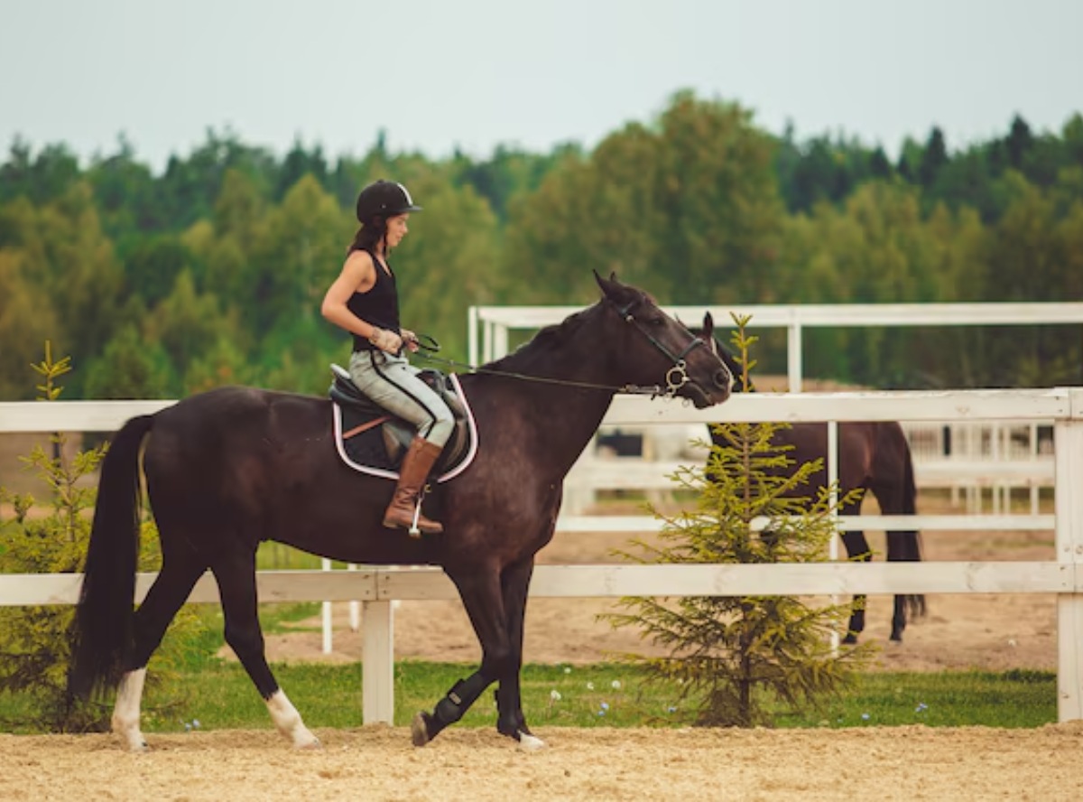 Training a Young Horse: Essential Steps and Tips for Success