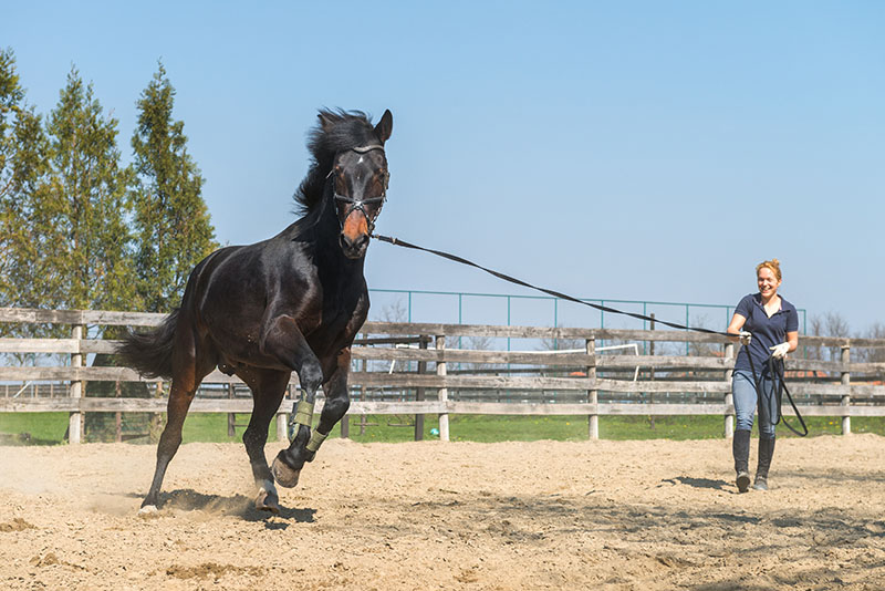 horse body language explained