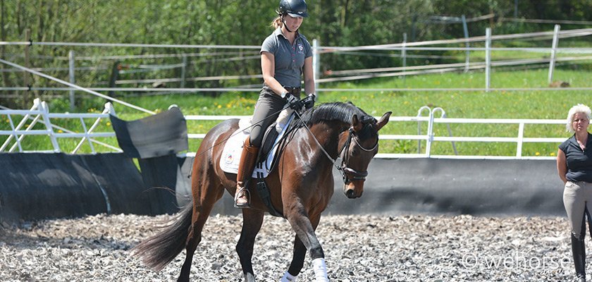 training a young horse