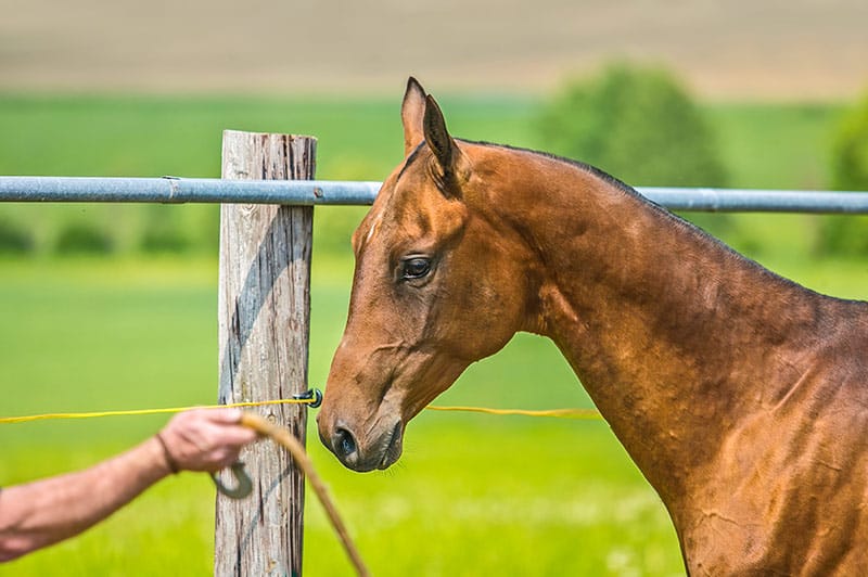 horse training equipment