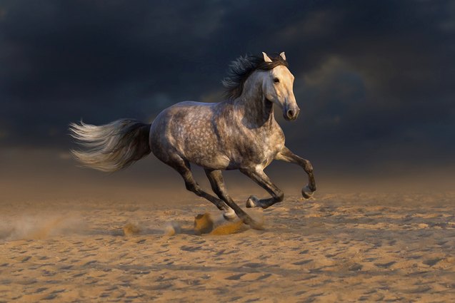 andalusian horse protective boots