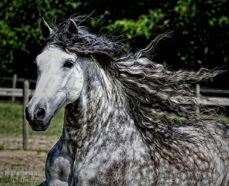 andalusian horse dressage show preparation