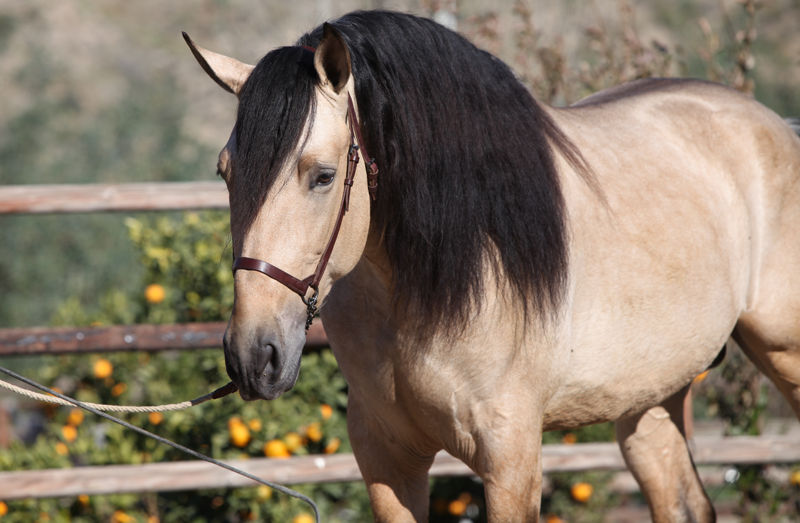 andalusian horse skin care