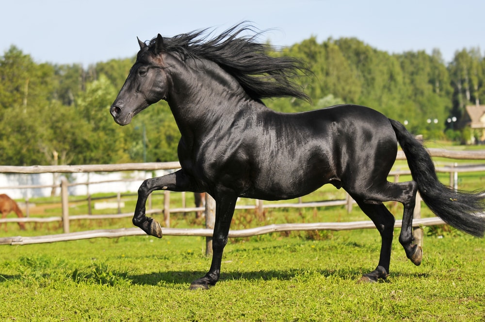 andalusian horse temperament with children