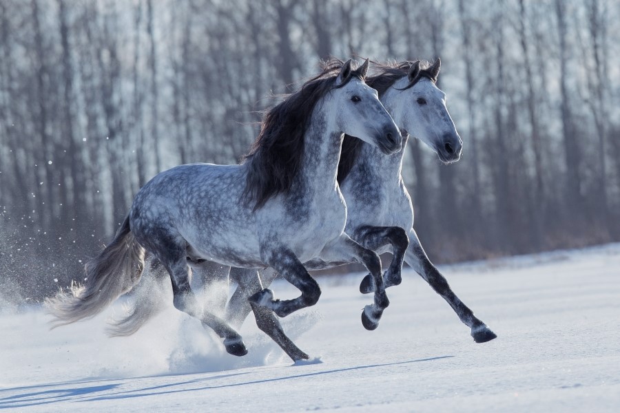 andalusian horse history