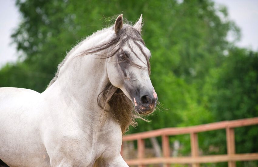 andalusian horse arabian crosses