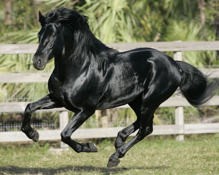 andalusian horse height and weight