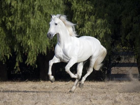 andalusian horse versus friesian
