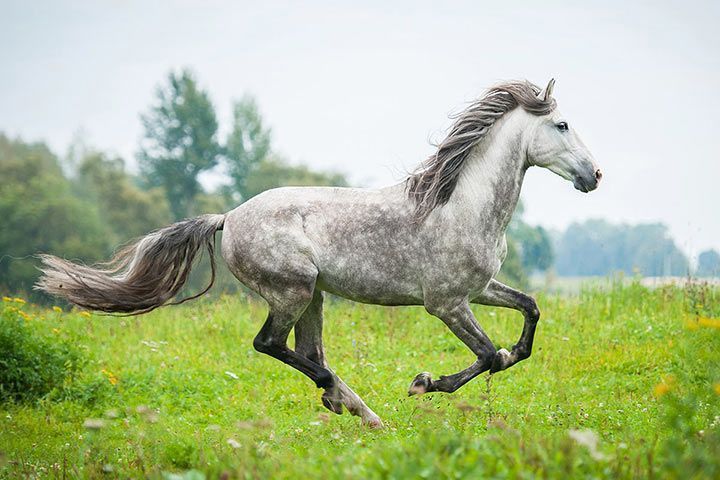 andalusian horse riding clothes