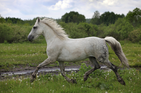 andalusian horse rescue information