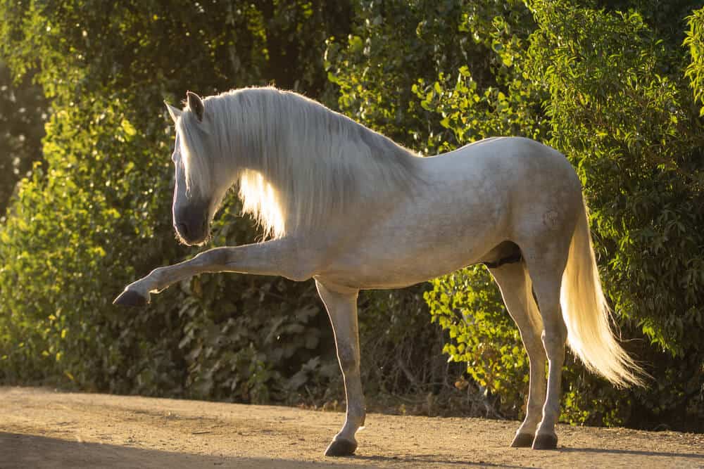 andalusian horse show performance