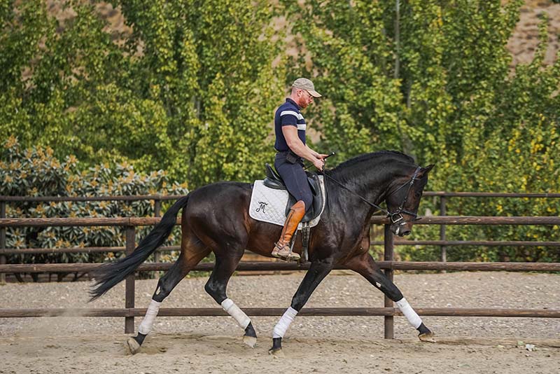 andalusian horse work in bullfighting history