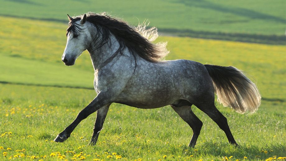 andalusian horse diet and nutrition