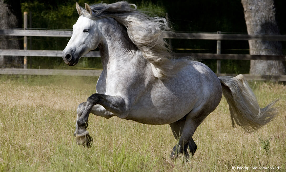 andalusian horse uses in history