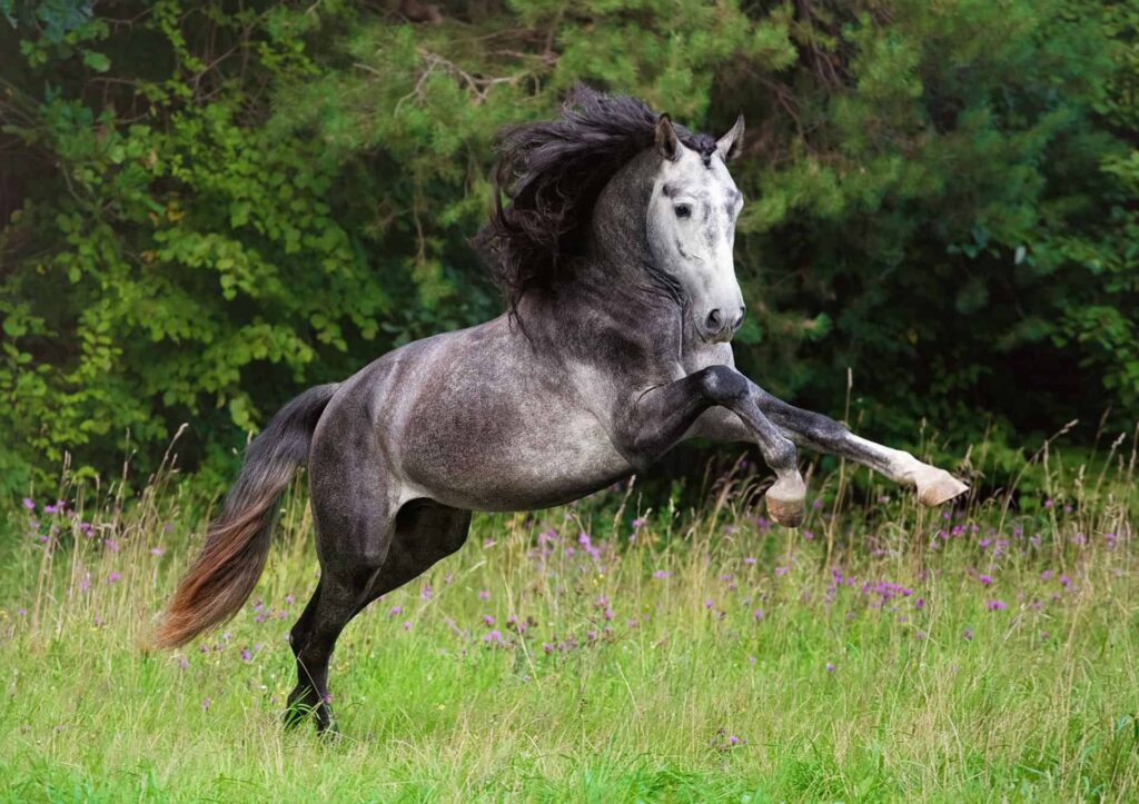 Andalusian Horse Physical Features: A Comprehensive Guide