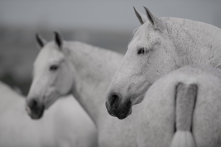 andalusian horse exercise requirements