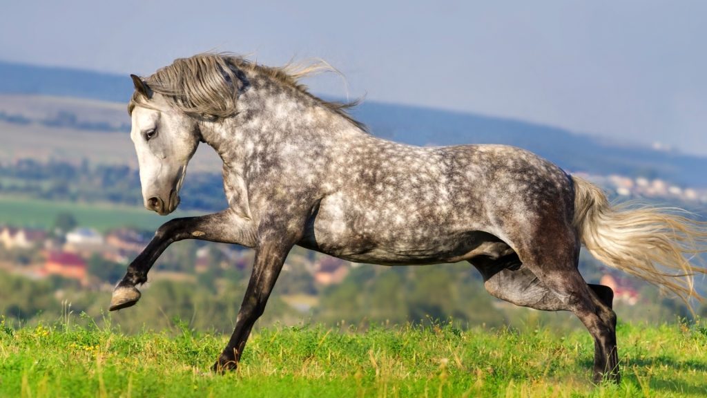 andalusian horse rare coat colors