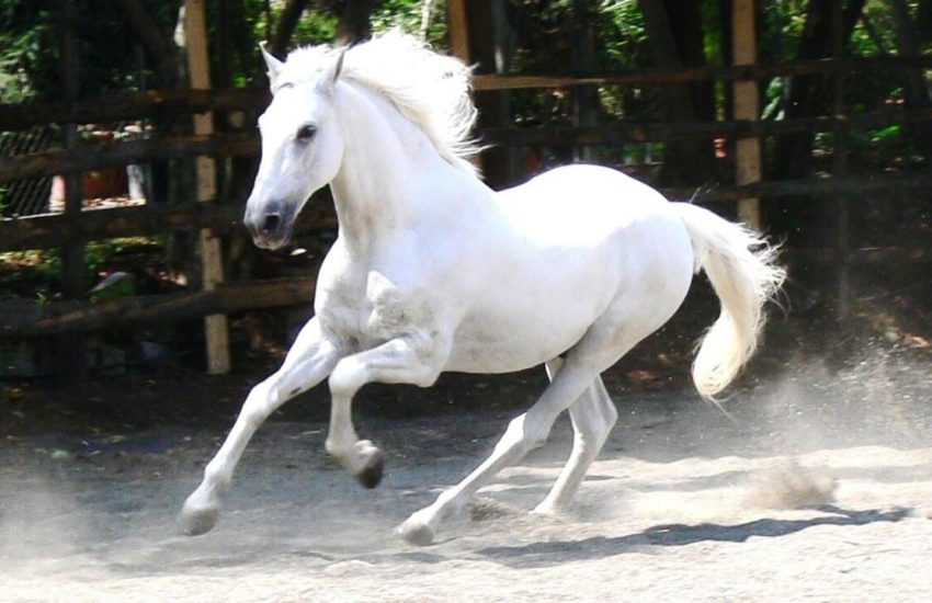 andalusian horse feeding guide