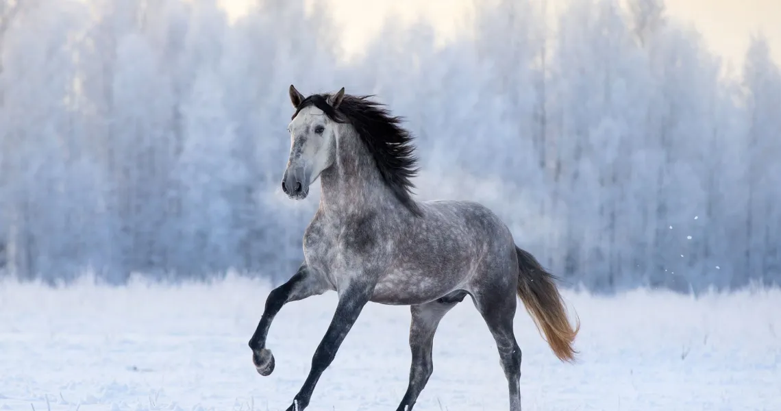andalusian horse rare coat colors