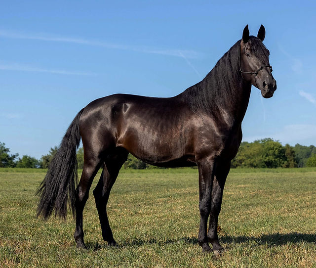 Andalusian Horse Symbolism and Culture: A Deep Dive into Heritage