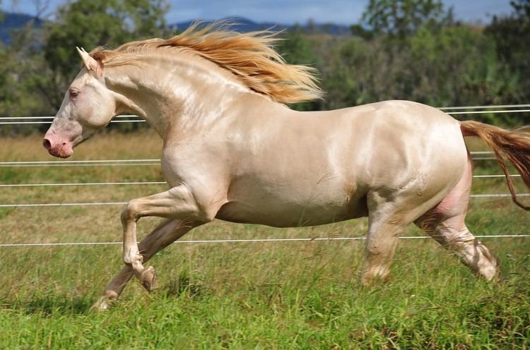 andalusian horse calm temperament benefits