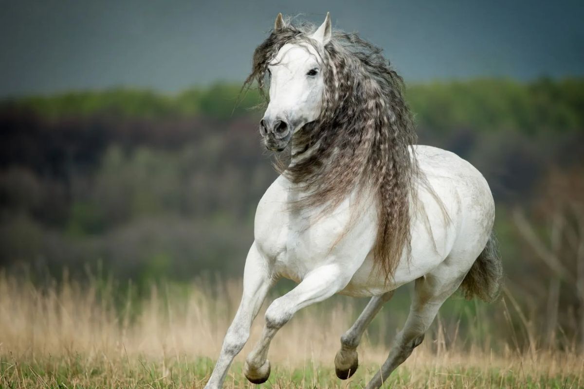 andalusian horse equipment needs