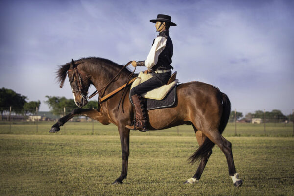 andalusian horse breed facts