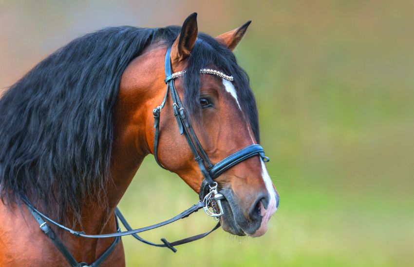 andalusian horse in movies